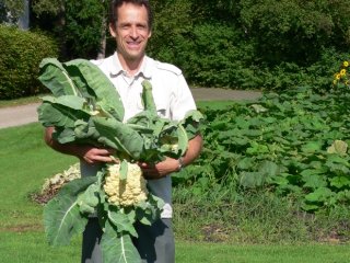 What a beautiful cauliflower harvest