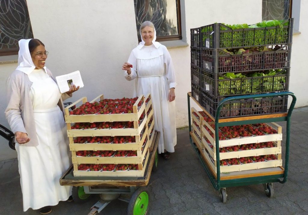 Erdbeeren Vatergüte - Erdbeeren