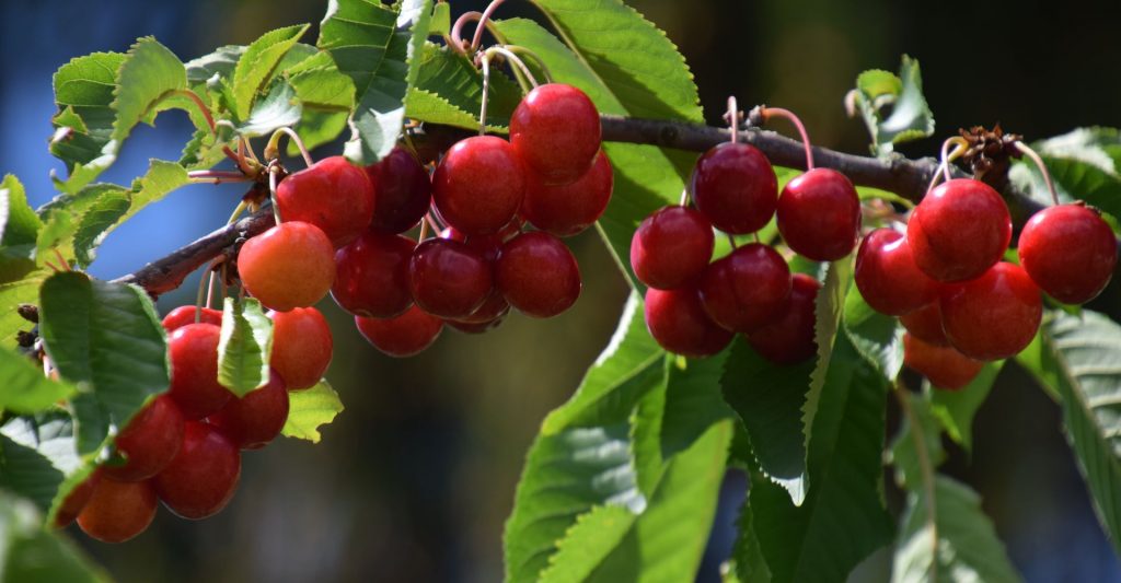 Kirschen Kirschenfülle